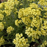 Alyssum (Aurinia) saxatile 'Sulphureum'